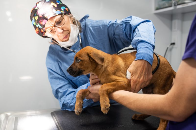 Brown Dog Brother Wolf Mobile Clinic